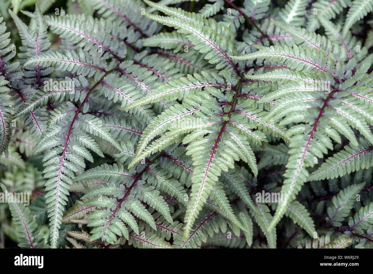 Athyrium niponicum var. pictum' Regal Red' Regal Red Painted Lady Fern