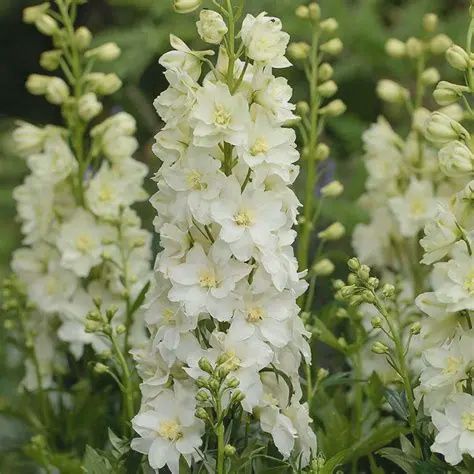 Delphinium Delgenius™ 'Neva' Delgenius™ Neva Delphinium