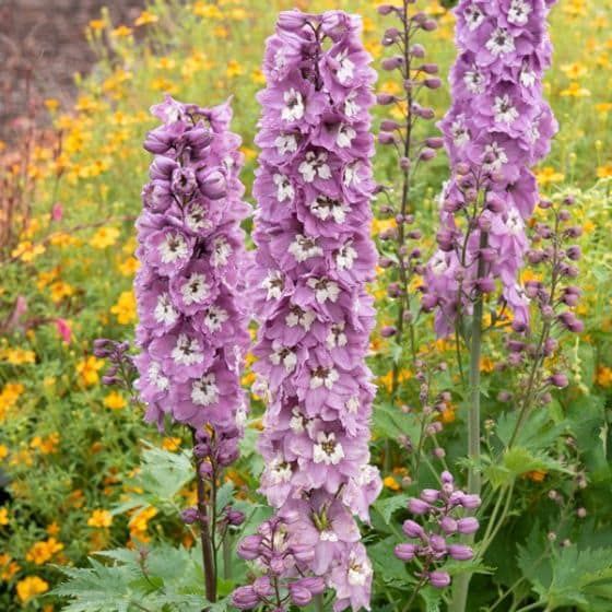 Delphinium elatum Delphina™ 'Pink White Bee' Delphina™ Pink White Bee Delphinium
