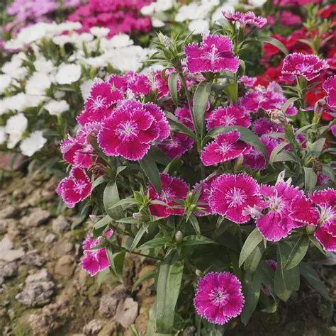 Dianthus barbatus 'Indian Carpet' Sweet William