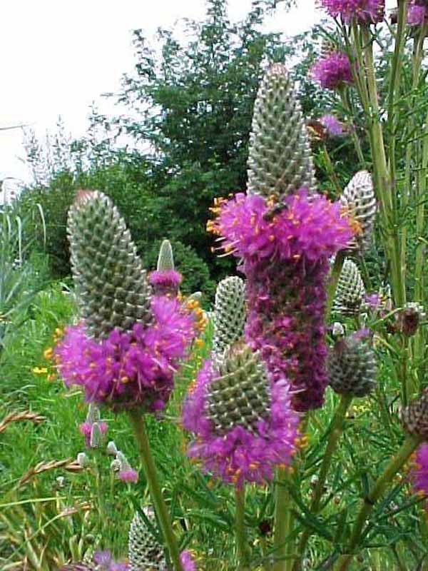 Dalea purpurea Purple Prairie Clover- Native