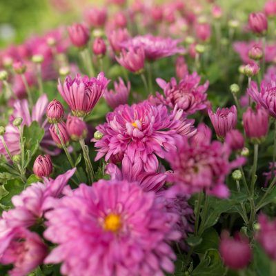 Chrysanthemum x morifolium 'Jeldream' Dreamweaver® Mum