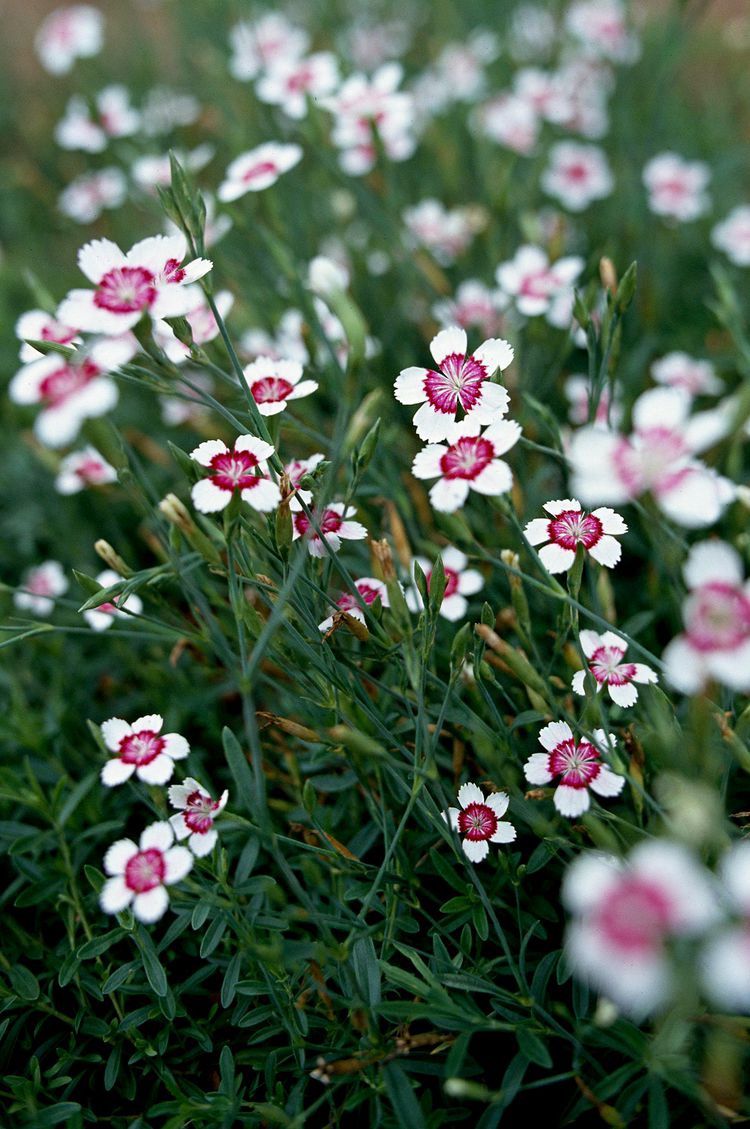 Dianthus deltoides 'Artic Fire' Artic Fire Maiden Pinks