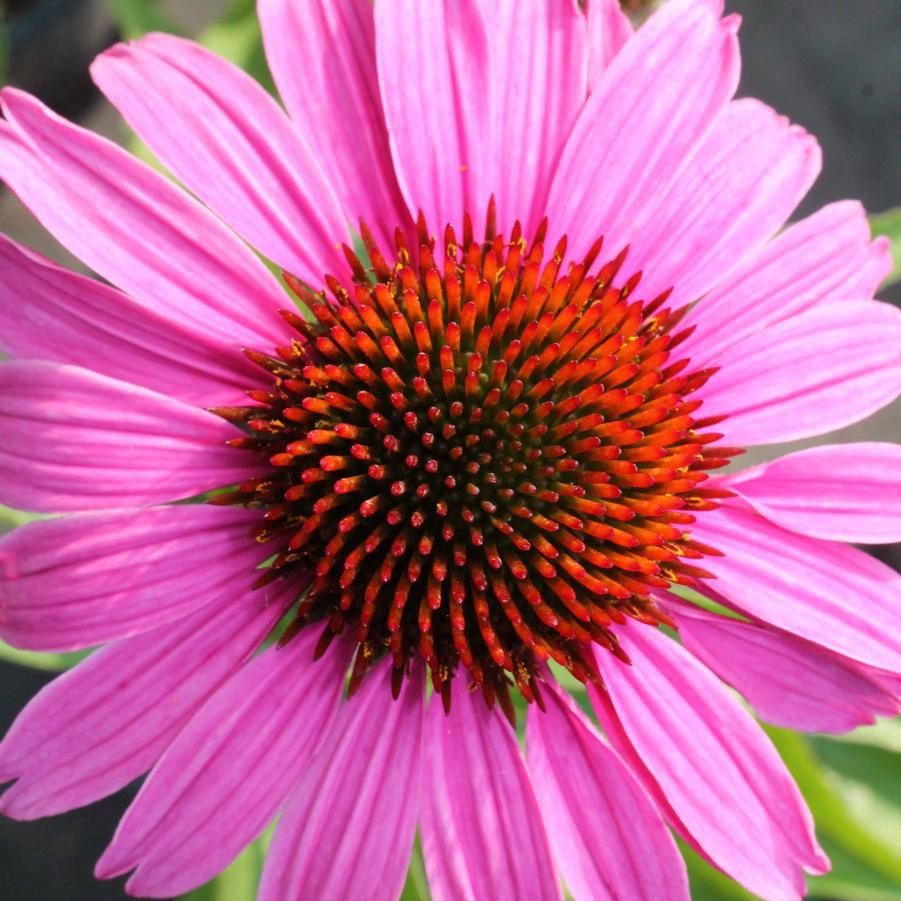 Echinacea purpurea 'Magnus' Purple Coneflower
