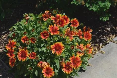 Gaillardia arista 'Arizona Sun' Arizona Sun Blanket Flower