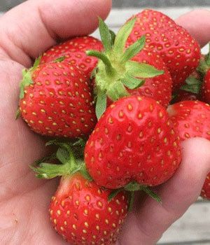 Fragaria x 'Seascape' Seascape Strawberry