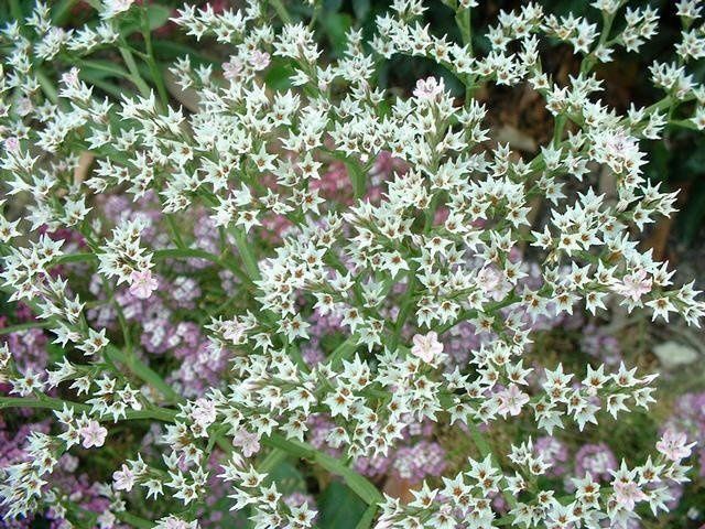 Goniolimon tataricum German Statice