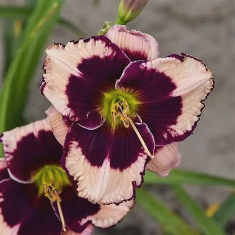 Hemericallis 'Jane Trimmer' Jane Trimmer Daylily