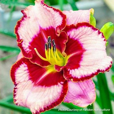 Hemericallis 'Lies and Lipstick' Lies and Lipstick Daylily