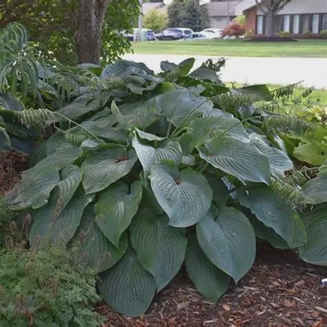 Hosta 'Empress Wu' Empress Wu Hosta