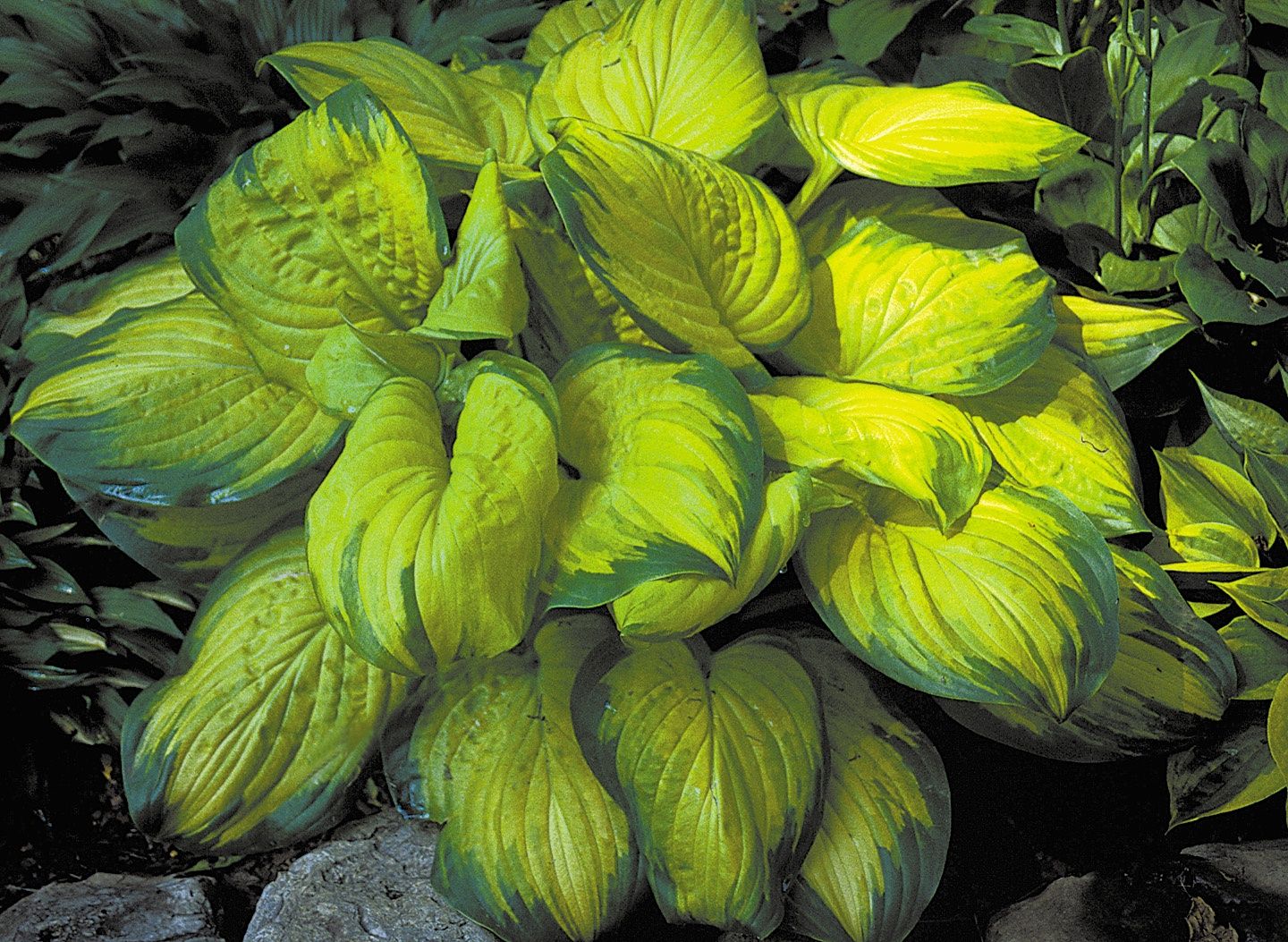 Hosta 'Stained Glass' Stained Glass Hosta