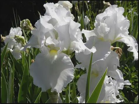 Iris germanica 'Immortality' Immortality Iris