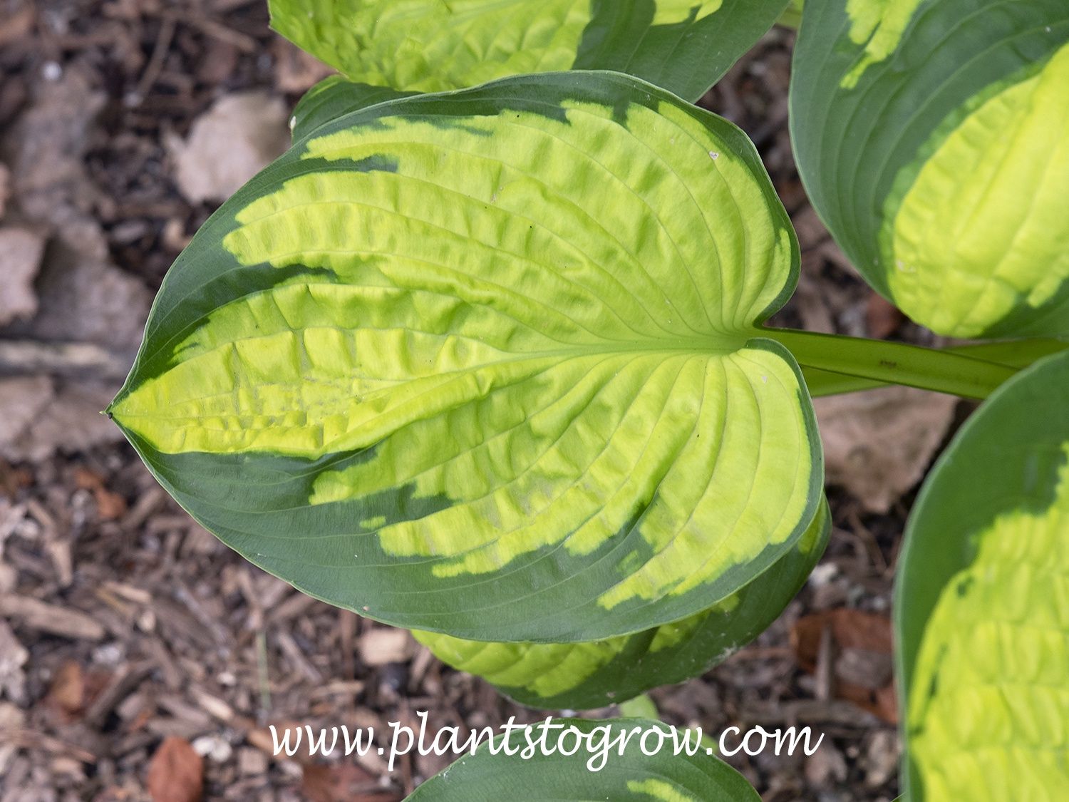 Hosta  'Rainforest Sunrise' Rainforest Sunrise Hosta