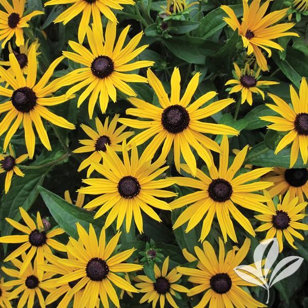 Rudbeckia fulgida 'Goldstum' Black Eyed Susan