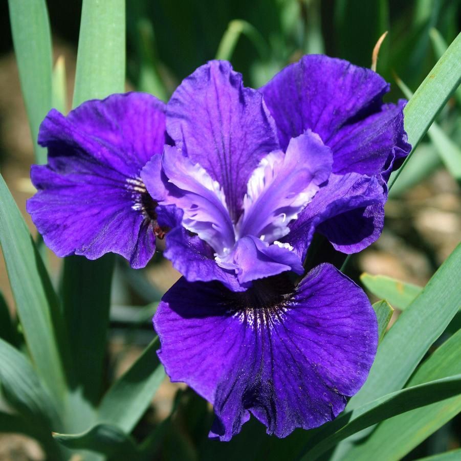 Iris siberica 'Ruffled Velvet' Ruffled Velvet Siberian Iris