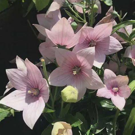 Platycodon grandiflorus 'Astra Pink' Astra Pink Balloon Flower