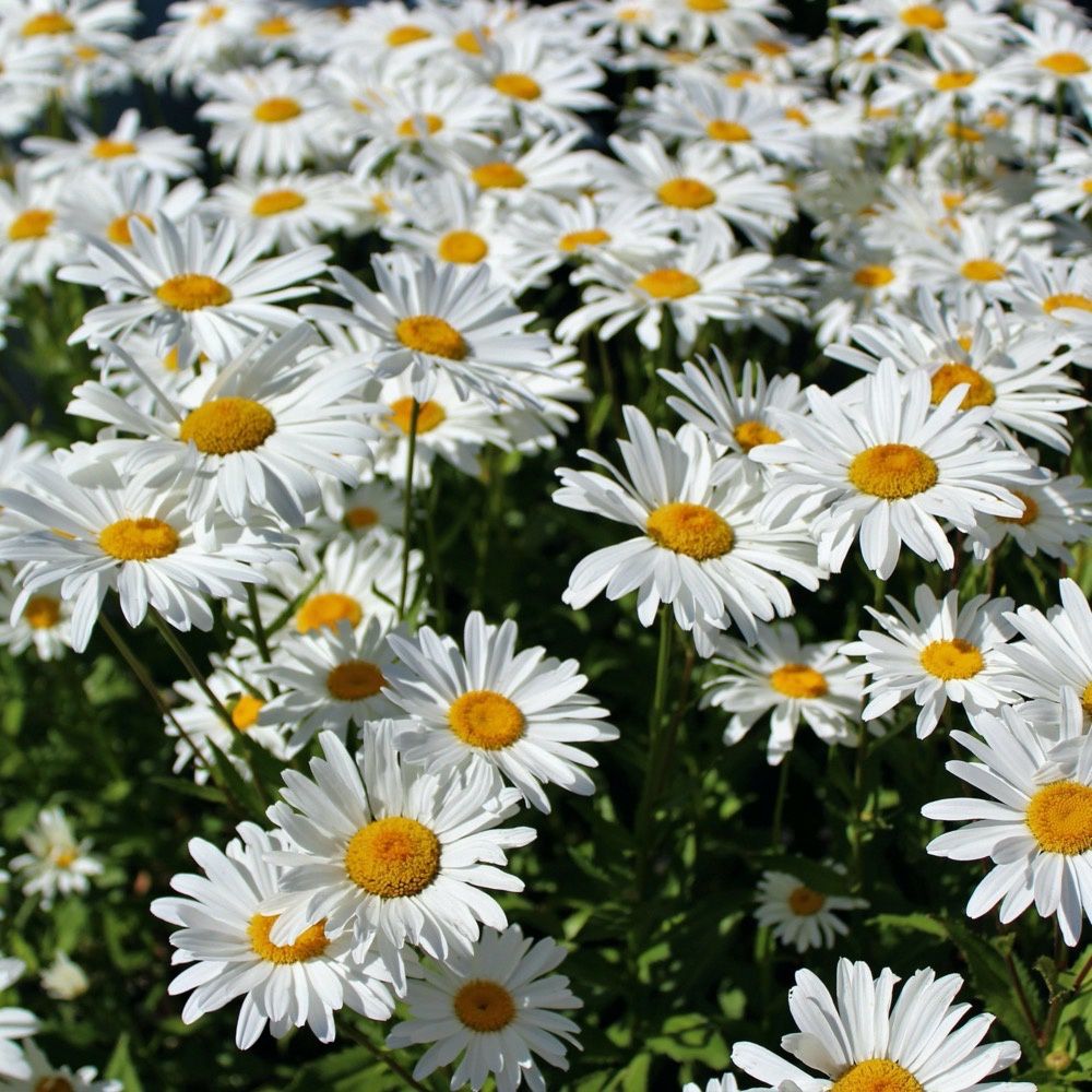 Leucanthemum x superburn 'Becky' Becky Shasta Daisy