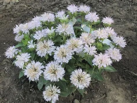 Monarda didyma 'Jefsnow' Artic Snow™ Bee-Balm