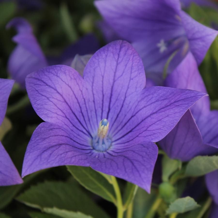 Platycodon grandiflorus 'Sentimental Blue' Sentamental Blue Balloon Flower