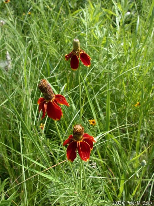 Raribida columnifera Prairie Cornflower