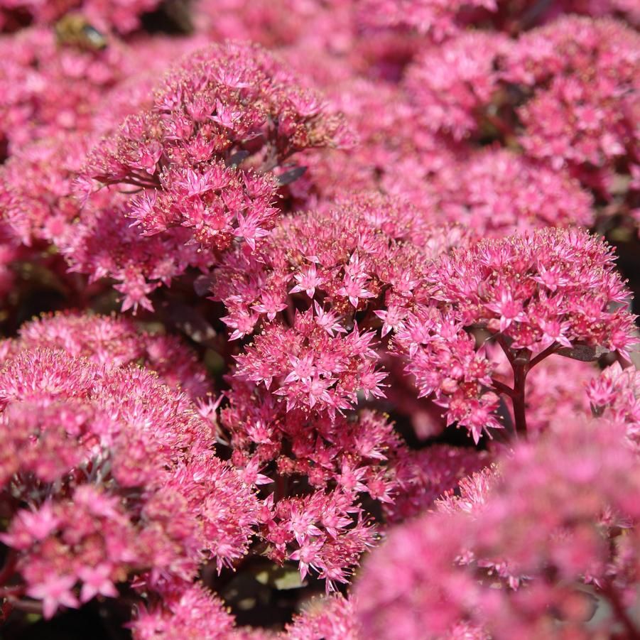 Sedum SunSparkler® 'Dazzleberry' SunSparkler® Dazzleberry Stonecrop
