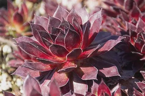 Sempervivum tectorum 'Fashion Diva' Fashion Diva Hens and Chicks