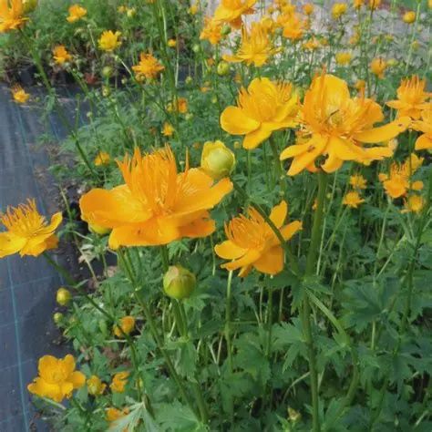 Tropllius chinensis 'golden Queen' Golden Queen Globeflower