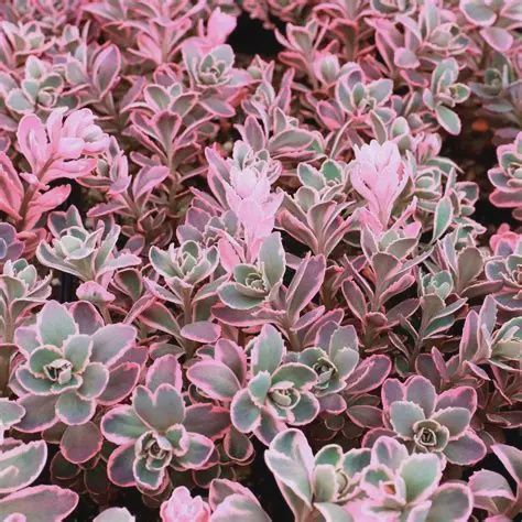Sedum SunSparkler® 'Dream Dazzle' SunSparkler® Dream Dazzler Stonecrop