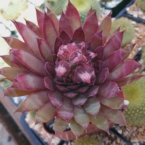 Sempervivum 'Ruby Heart' Ruby Heart Hens and Chicks
