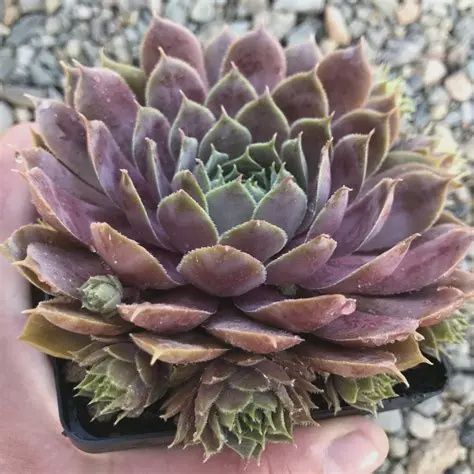 Sempervivum 'Purple Beauty' Purple Beauty Hens and Chicks