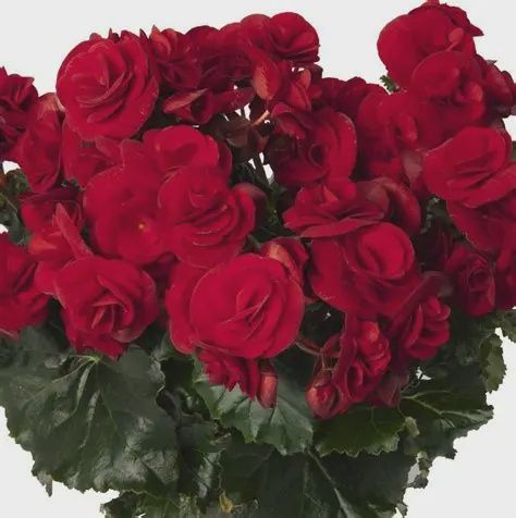 Begonia hiemalis Solenia® 'Velvet Red' Solenia® Velvet Red Begonia
