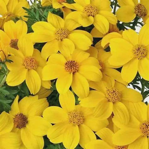 Bidens aurea Bidy® 'Boom Wildfire' Bidy® Boom Wildfire Bidens