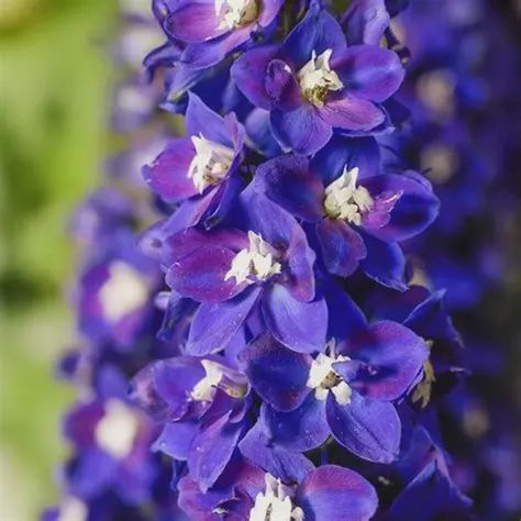 Delphinium Delgenius™ 'Blue Fabulosa' Delgenius™ Blue Fabulous Delphinium