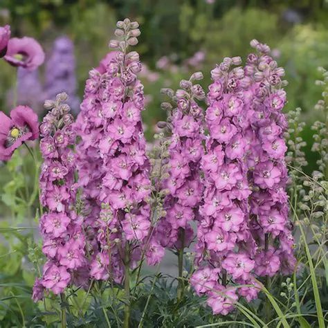 Delphinium Delgenius™ 'Chantay' Delgenius™ Chantay Delphinium