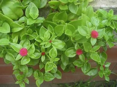 Aptenia cordifolia 'Golden Cascade' Golden Cascade Ice Plant