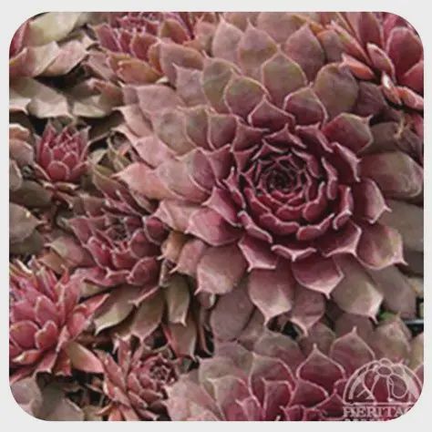 Sempervivum tectorum 'royal Ruby' Royal Ruby Hens and Chicks