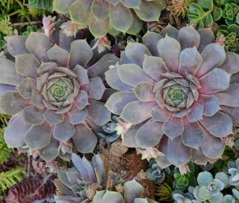 Sempervivum tectorium 'Pacific Blue Ice' Pacific Blue Ice Hens and Chicks