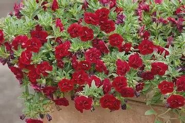 Calibrachoa Superbells® 'Double Ruby' Superbells® Double Ruby Calibrachoa