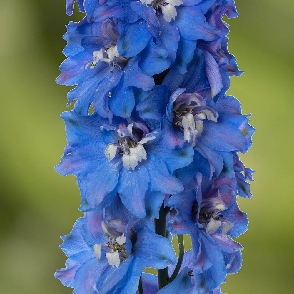 Delphinium elatum Delphinia™ 'Light Blue White Bee' Delphinia™ Light Blue White Bee Delphinium