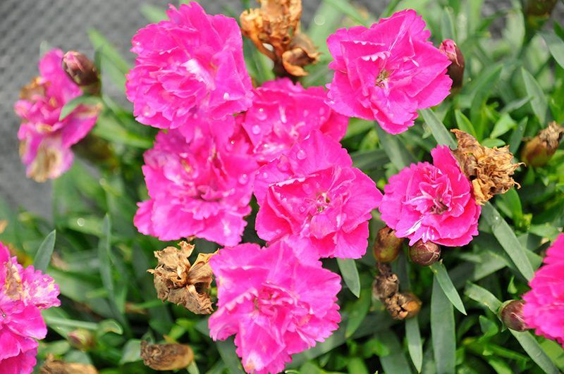 Dianthus Beauties® 'Melinda' Beauties® Melinda Pinks
