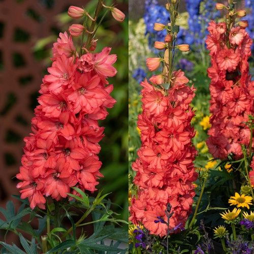 Delphinium x hybrida 'Red Lark' Red Lark Delphinium