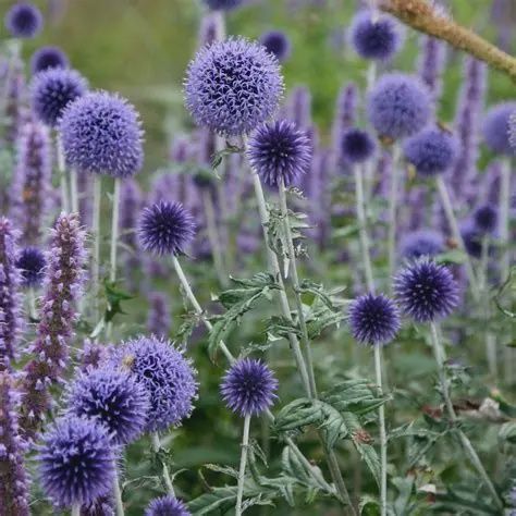 Echinops ritro Blue Globe Thistle