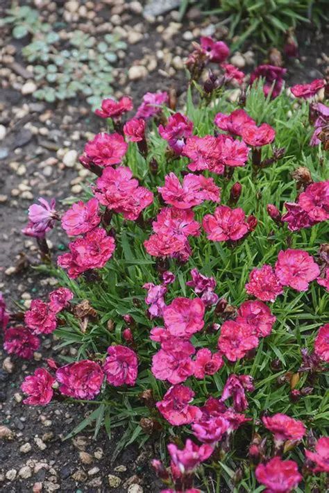Dianthus Beauties® 'Tiiu' Beauties® Tiiu Pinks