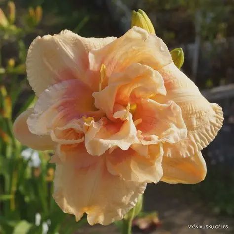 Hemericallis 'Big Kiss' Big Kiss Daylily