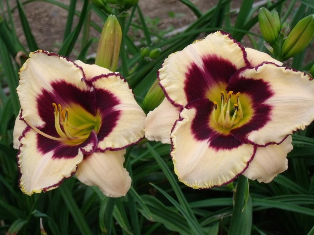 Hemerocallis 'Canadian Border Patrol' Canadian Border Patrol Daylily
