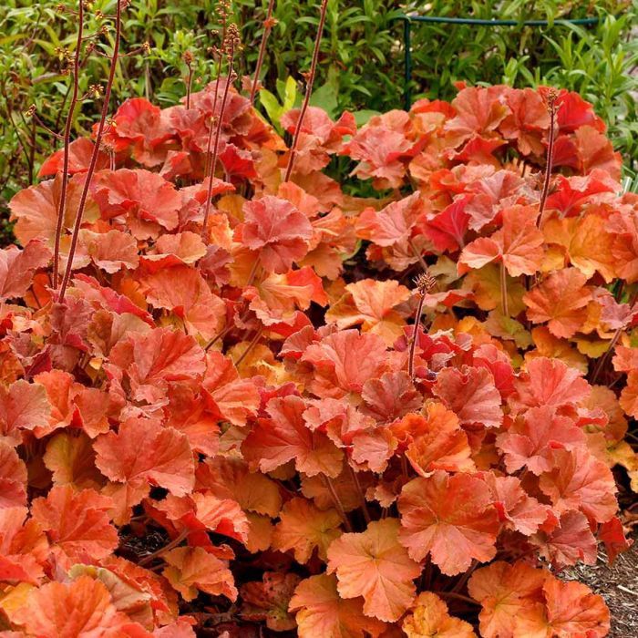 Heuchera x Northern Exposure™ 'Amber' Northern Exposure™ Amber Coral Bells