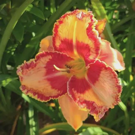 Hemerocallis 'Lake of Fire' Lake of Fire Daylily