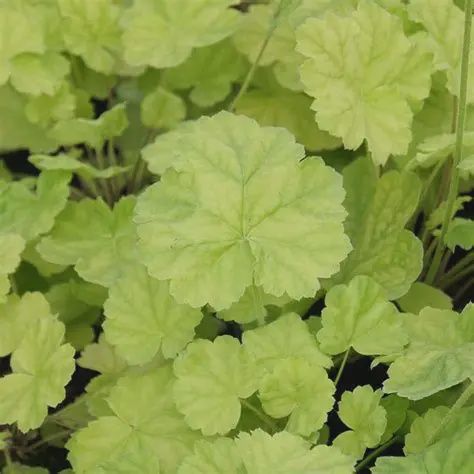Heuchera x Northern Exposure™ 'Lime' Northern Exposure™ Lime Coral Bells