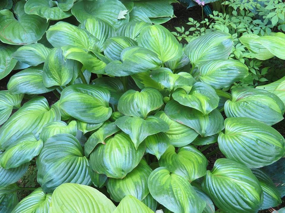 Hosta 'Avacado' Avocado Hosta