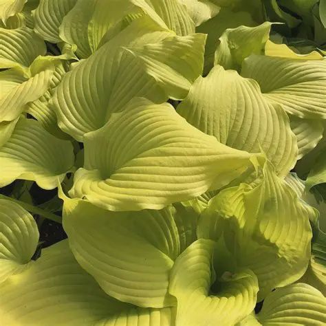 Hosta 'Dancing Queen' Dancing Queen Hosta